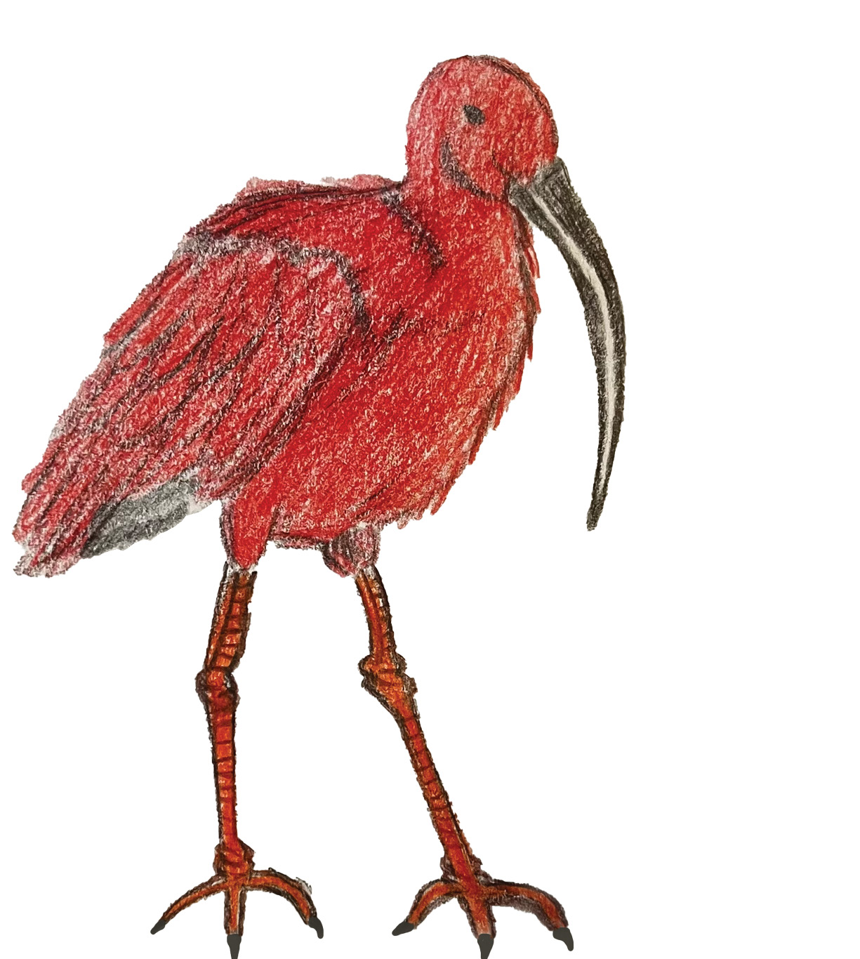 Illustrations by Maya Tuncel